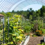 Productores de cítricos sostenibles